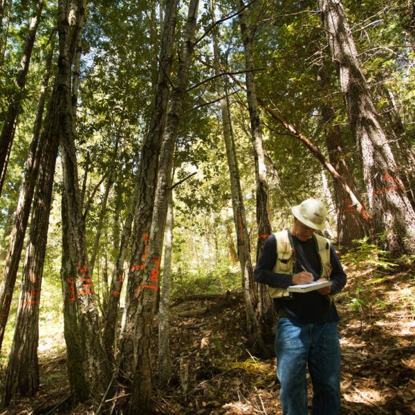 Person in hard hat taking notes while standing near several trees with markings on them to designate if they are safe or need to be removed. . 