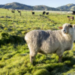 Sheep in a green field at the Burns property.