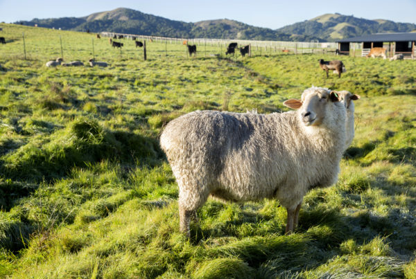 Sheep in a green field at the Burns property.