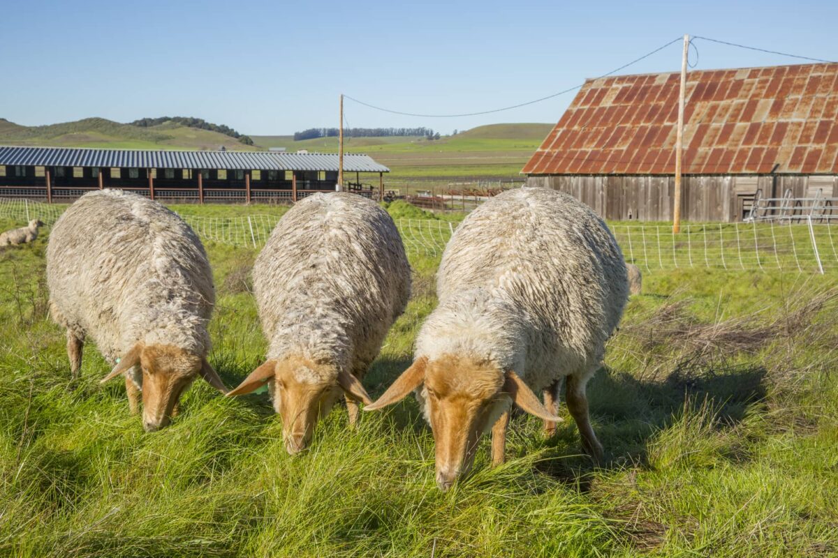 three sheep grazing on grass