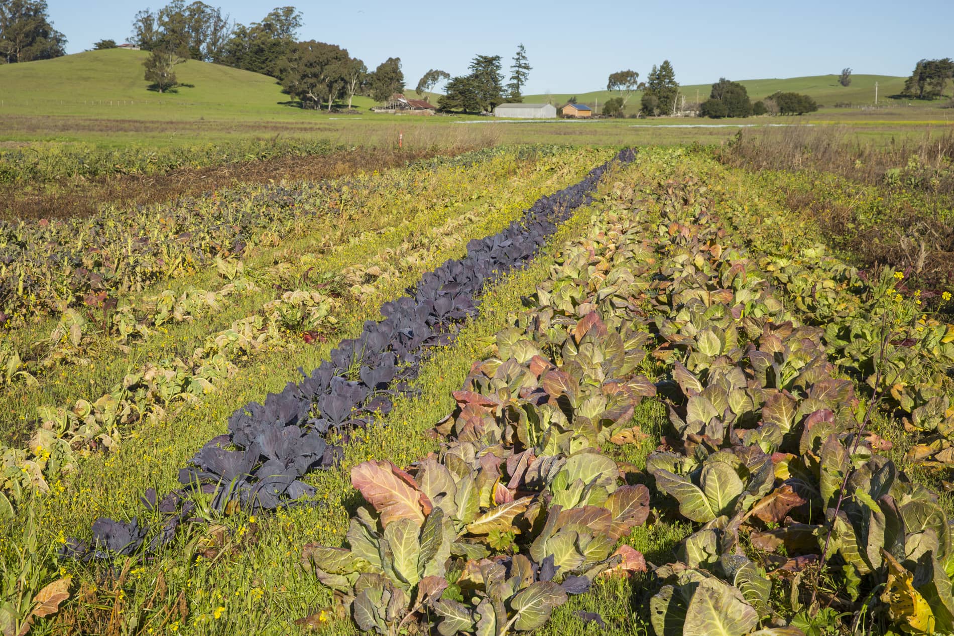 rows of crops and vegetables