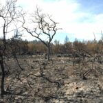 Saddle Mountain after the 2020 Glass Fire.