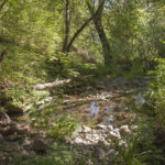 shallow creek at Calabazas Creek Open Space Preserve