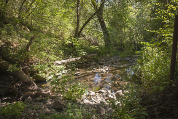 shallow creek at Calabazas Creek Open Space Preserve