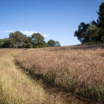 Man walking through golden field with oak trees in the background.