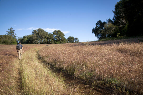 Man walking through golden field with oak trees in the background.