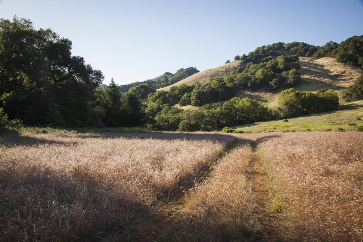 walking path in the grass