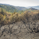 Calabazas Open Space Preserve after the 2017 Sonoma Complex fires