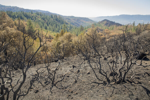 wildfire devestation