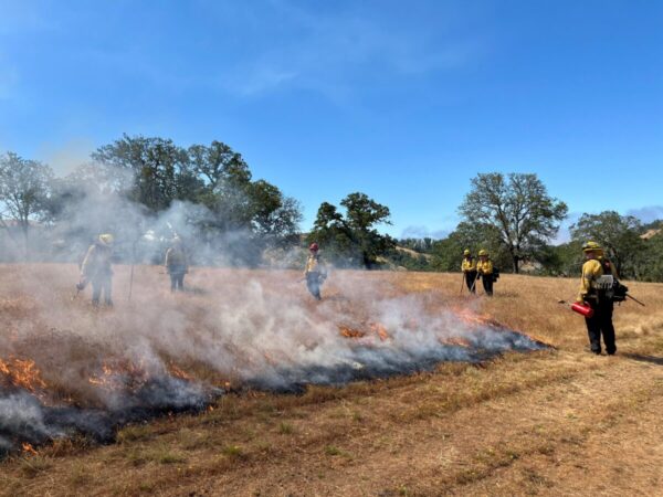 Fire Fighters doing a prescribed burn