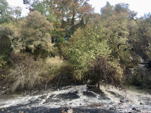 effects of wildfire on trees