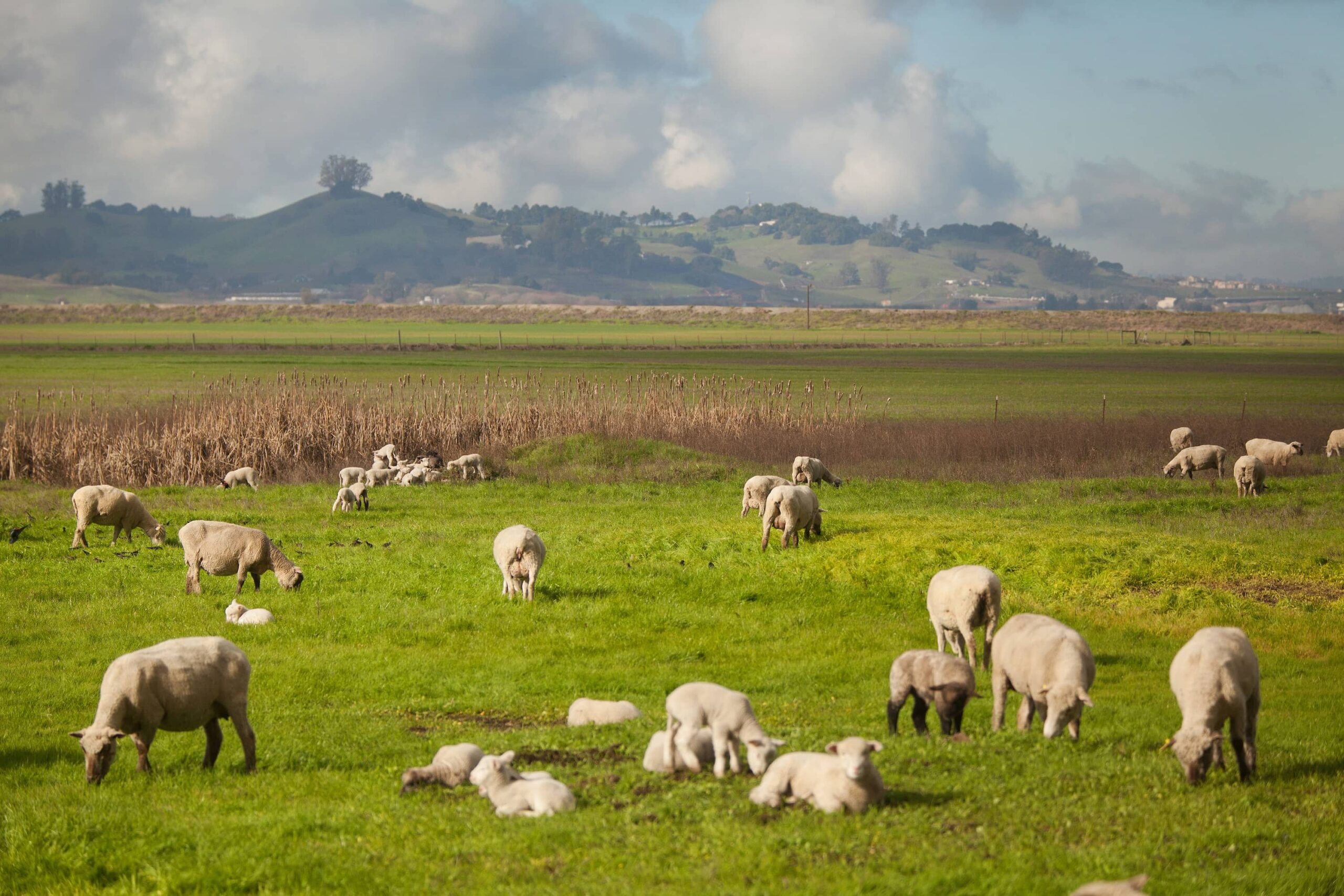 group of white sheep grazing