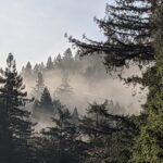 Coastal fog amidst the redwoods at Torr, which will become a Regional Park near Monte Rio