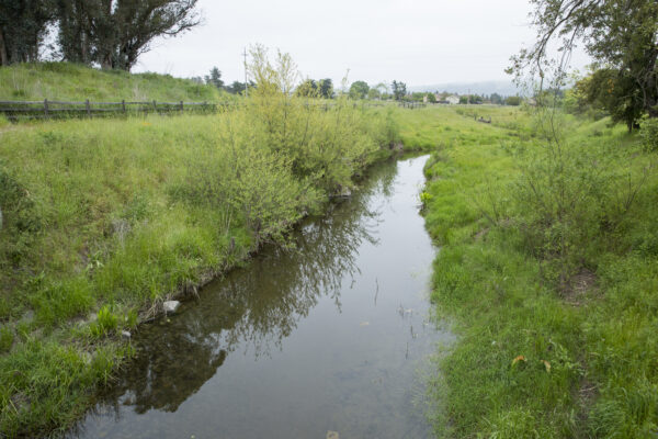 Colgan Creek