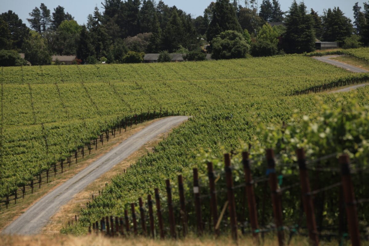 wide view of vineyard