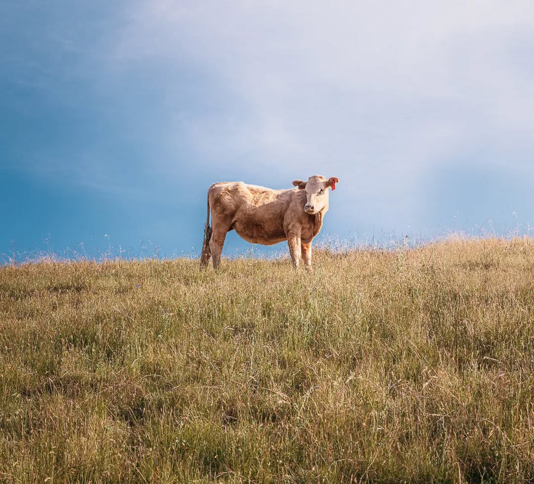 Cow standing on a grassy field