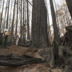 Cresta, part of Mark West Creek Regional Park and Open Space Preserve, after the 2017 Sonoma Complex Fires. People in hardhats inspecting burned ground and trees.