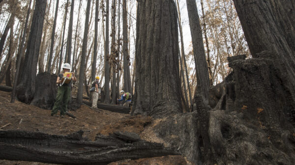 Cresta, part of Mark West Creek Regional Park and Open Space Preserve, after the 2017 Sonoma Complex Fires. People in hardhats inspecting burned ground and trees.