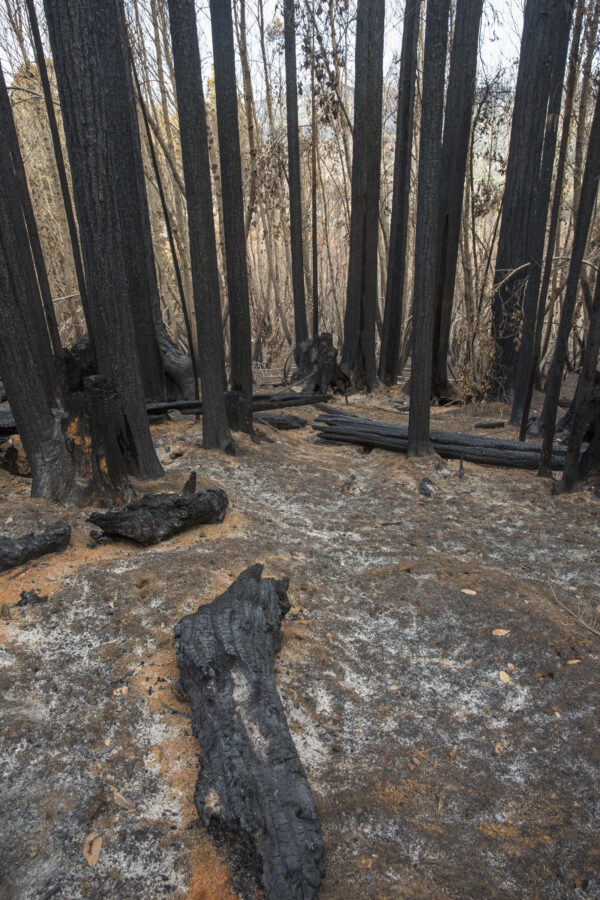wildfire devestation