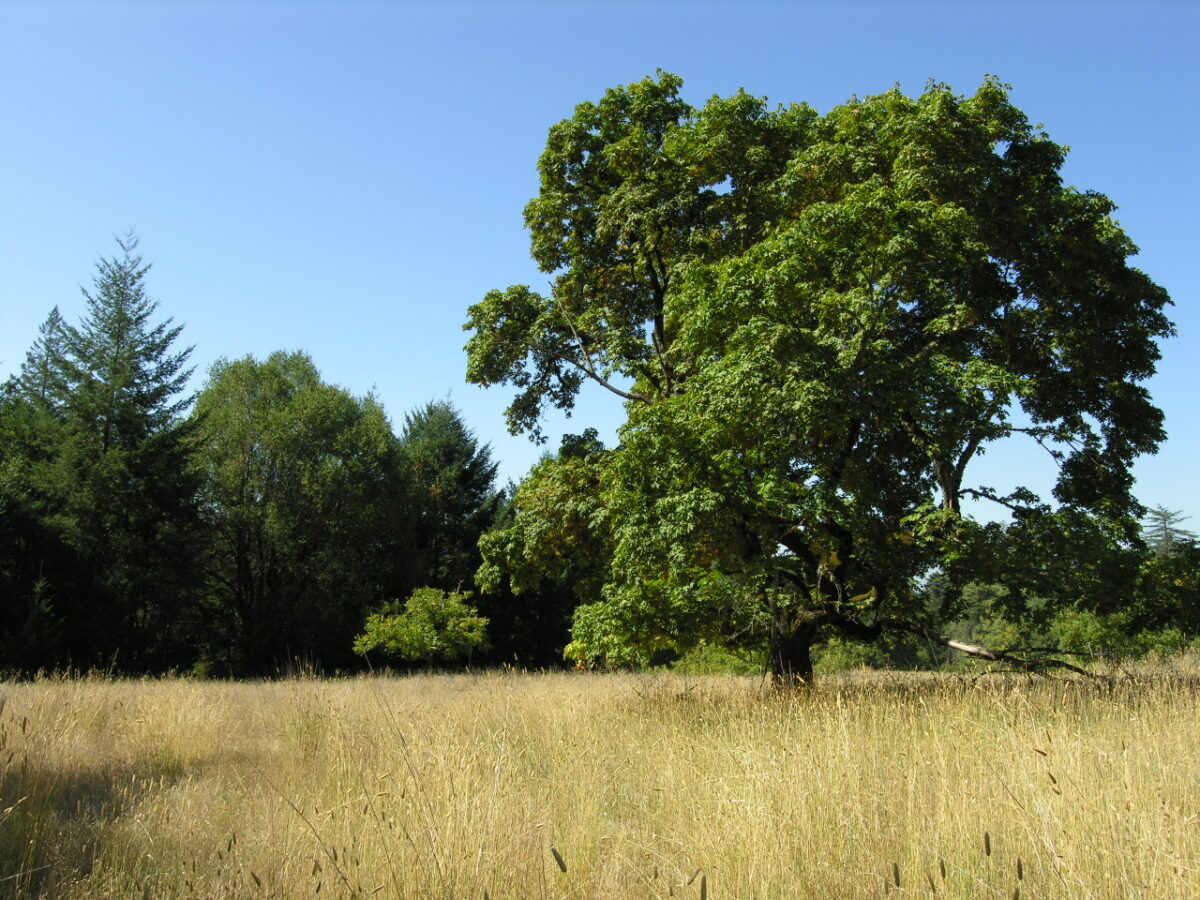 Oak tree in golden field at Hood Mountain Regional Park.