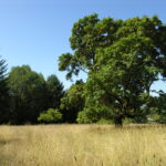 Oak tree in golden field at Hood Mountain Regional Park.