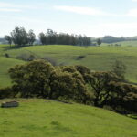 Green rolling wills with a water trough in the foreground, oaks in the middle, and eucalyptus in the background.