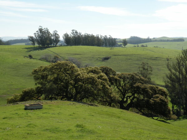 Green rolling wills with a water trough in the foreground, oaks in the middle, and eucalyptus in the background.