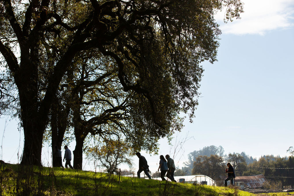 A landscape photo of a green field with large oak trees. People are walking from the right to the left, towards the trees, but they are in shadow.