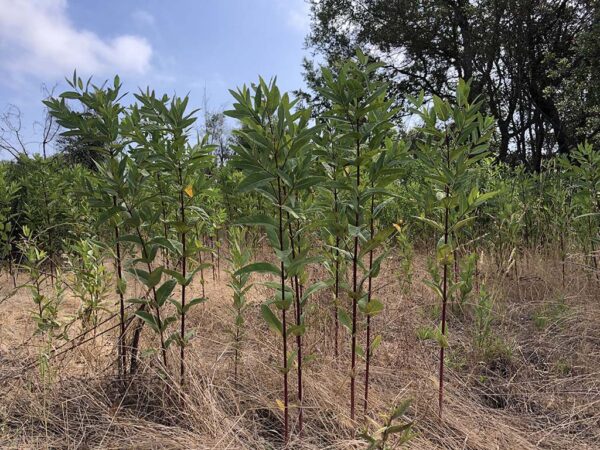 Close up of dogbane plants, with green leaves along reddish brown stalks.
