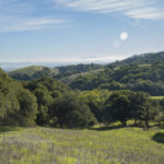 Green grass in foreground with rolling hills of green grass and oak trees. San Pablo Bay and Mt. Tam in the background.