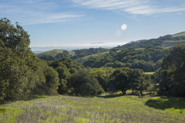 Green grass in foreground with rolling hills of green grass and oak trees. San Pablo Bay and Mt. Tam in the background.