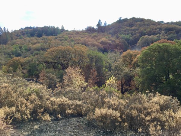 effects of wildfire on trees