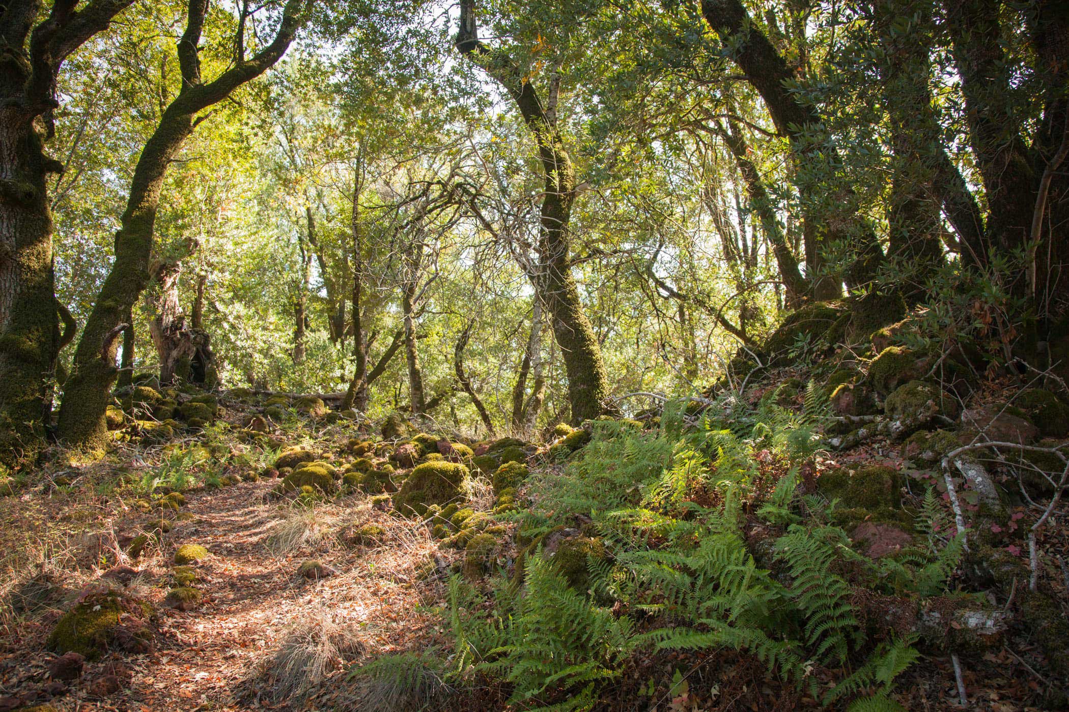 dense forest path