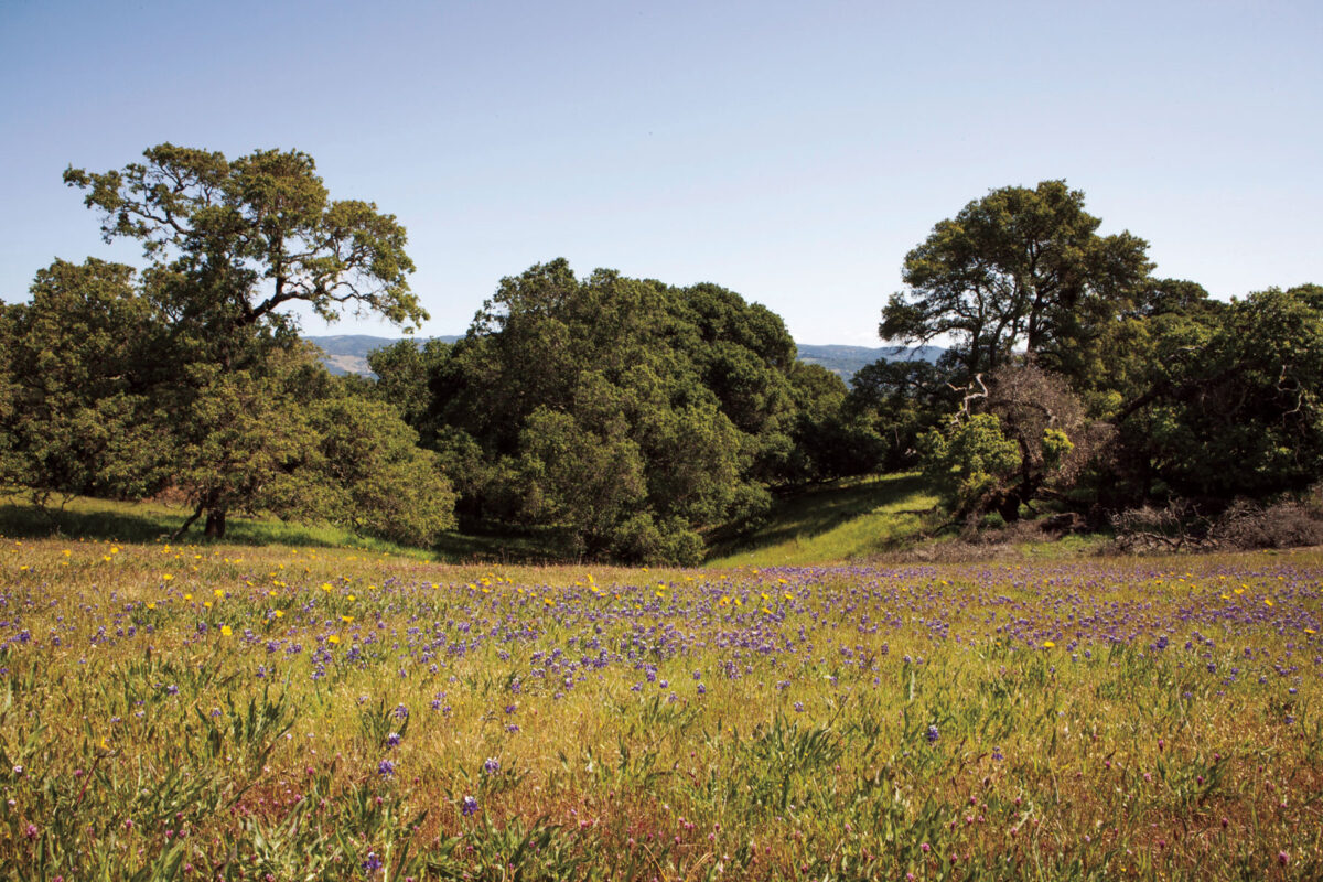 flowers and trees in a field