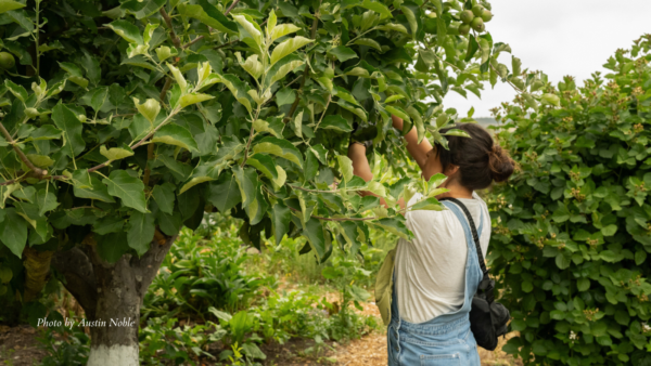 Woman pruning a tree