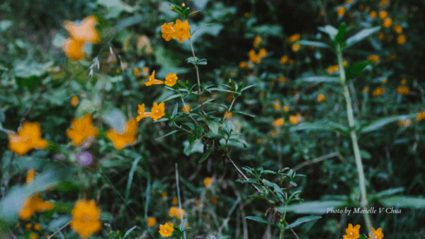 Orange flower on green plant