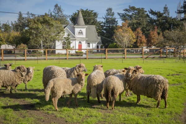 Several sheep in green field.