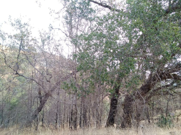 Before photo of trees with dense ladder fuels below.