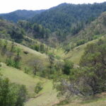 View of green fields and forest at Gloeckner-Turner Ranch.