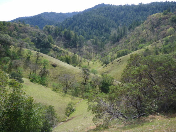 View of green fields and forest at Gloeckner-Turner Ranch.