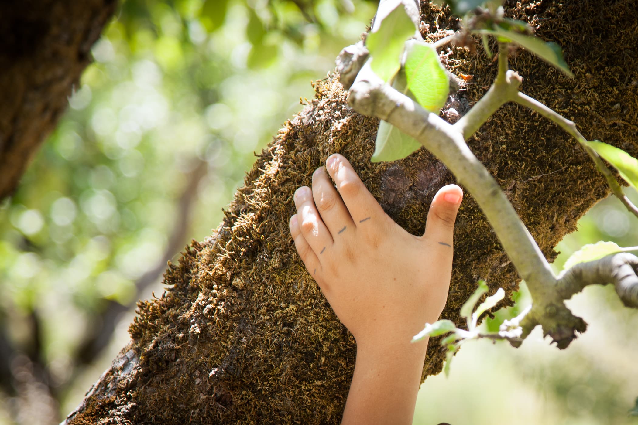a hand touching a tree