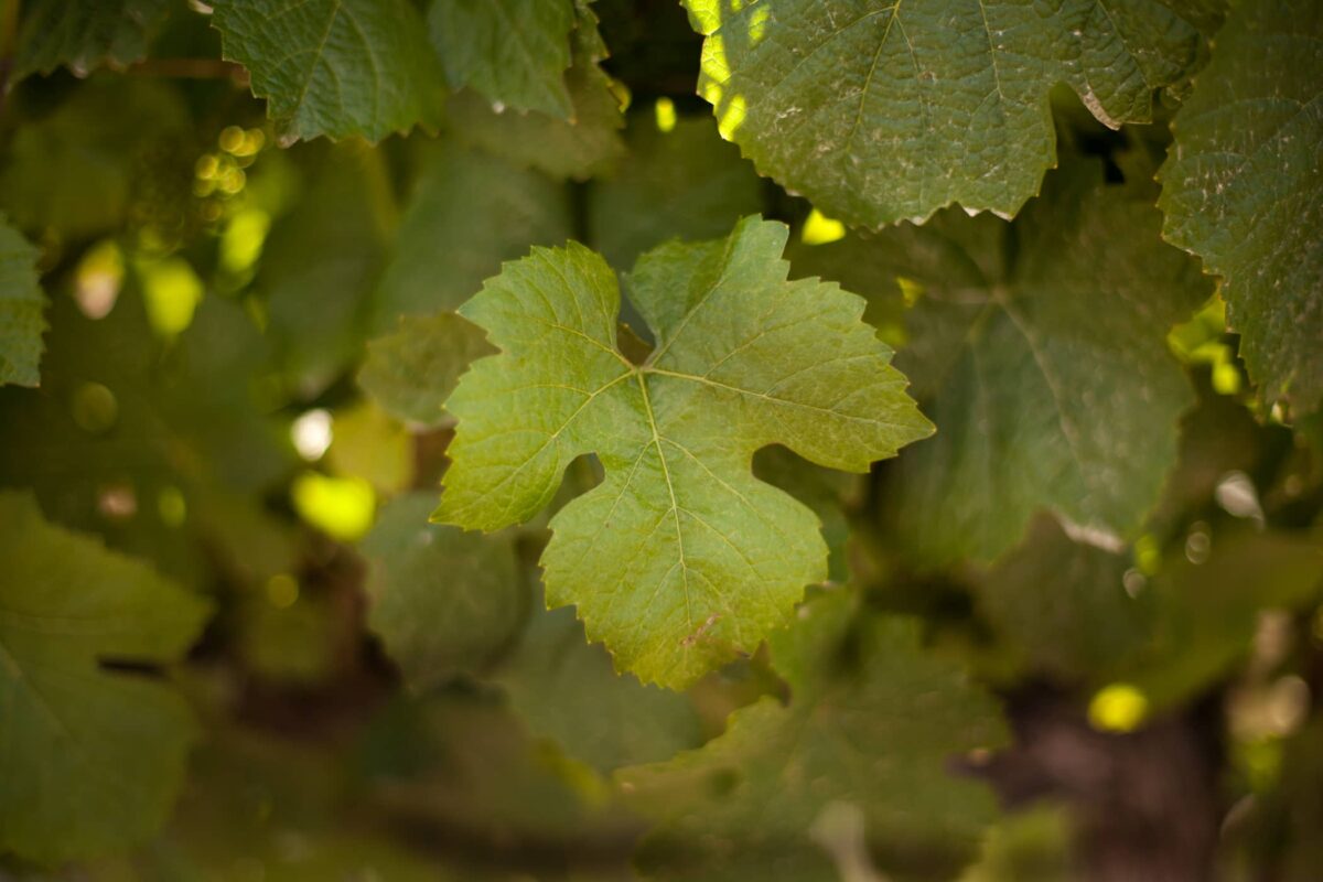 close up of a grape leaf