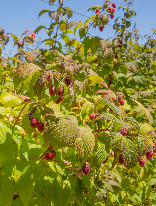 Guardino Berry Harvest