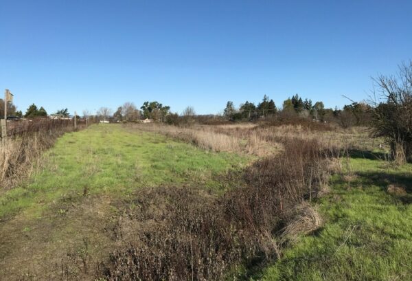 Green field with over half covered with tall invasive species of grass.