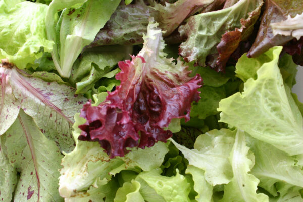Lettuce leaves