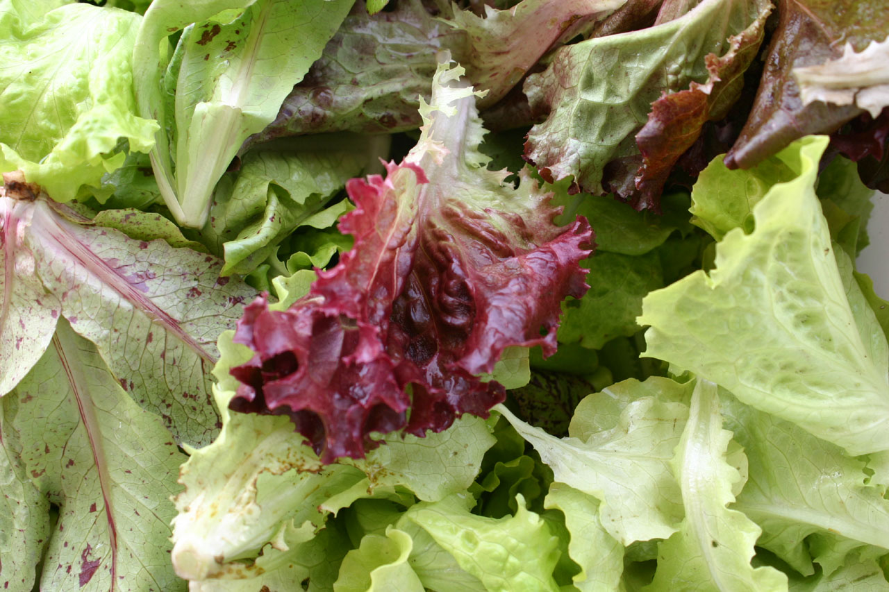 Lettuce leaves