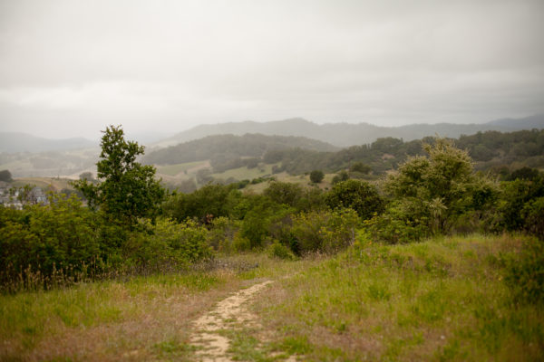 Healdsburg Ridge