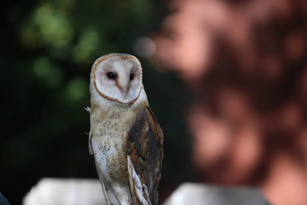 Barn owl