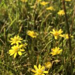 Sonoma sunshine in bloom, small yellow flowers.