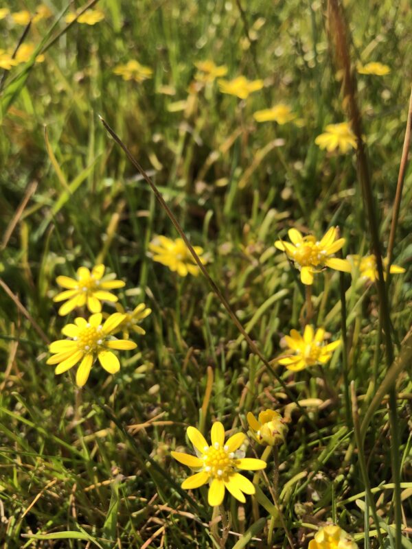 Sonoma sunshine in bloom, small yellow flowers.